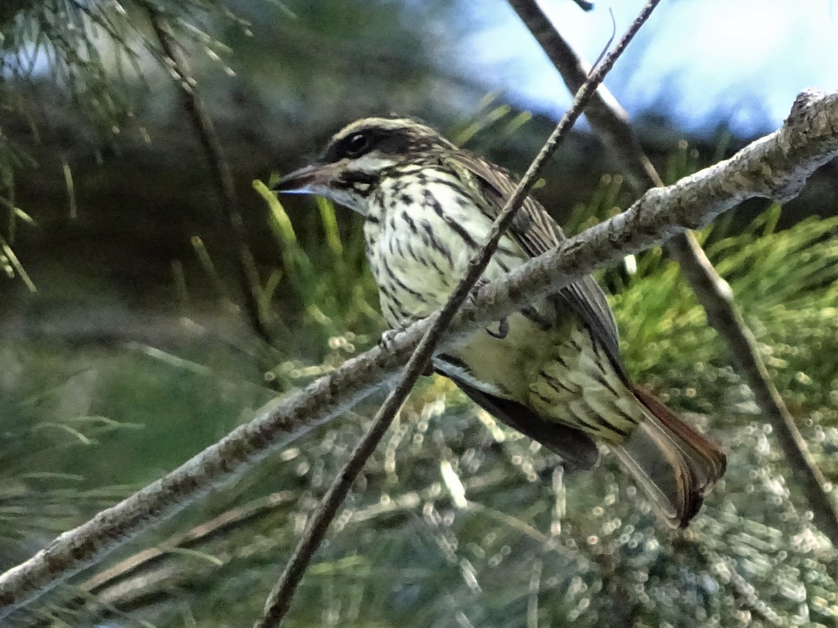 Streaked Flycatcher - ML83138211