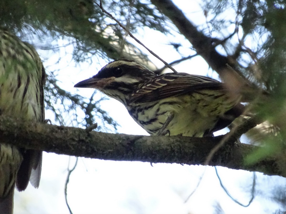 Streaked Flycatcher - ML83138231