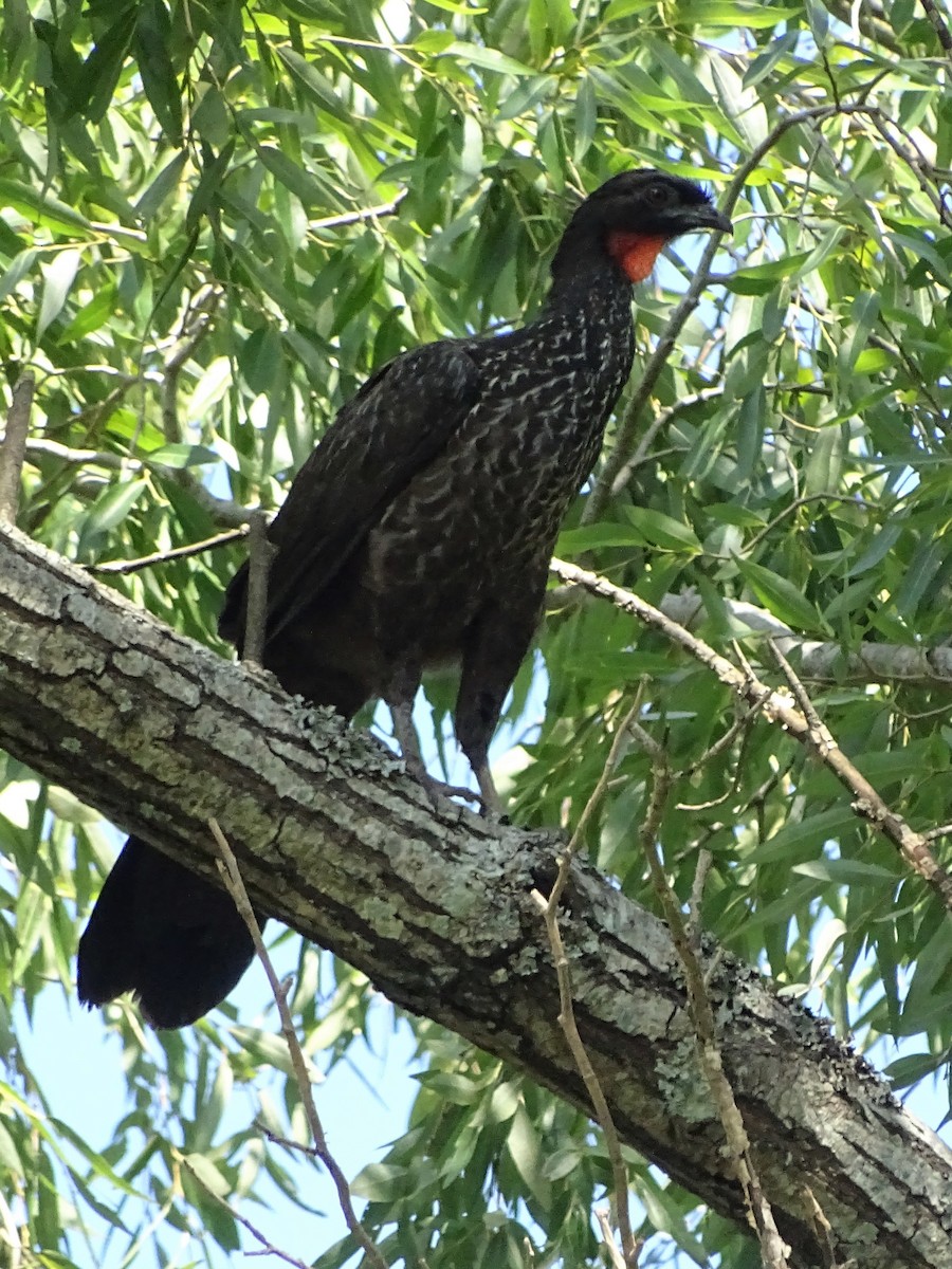 Dusky-legged Guan - ML83138491