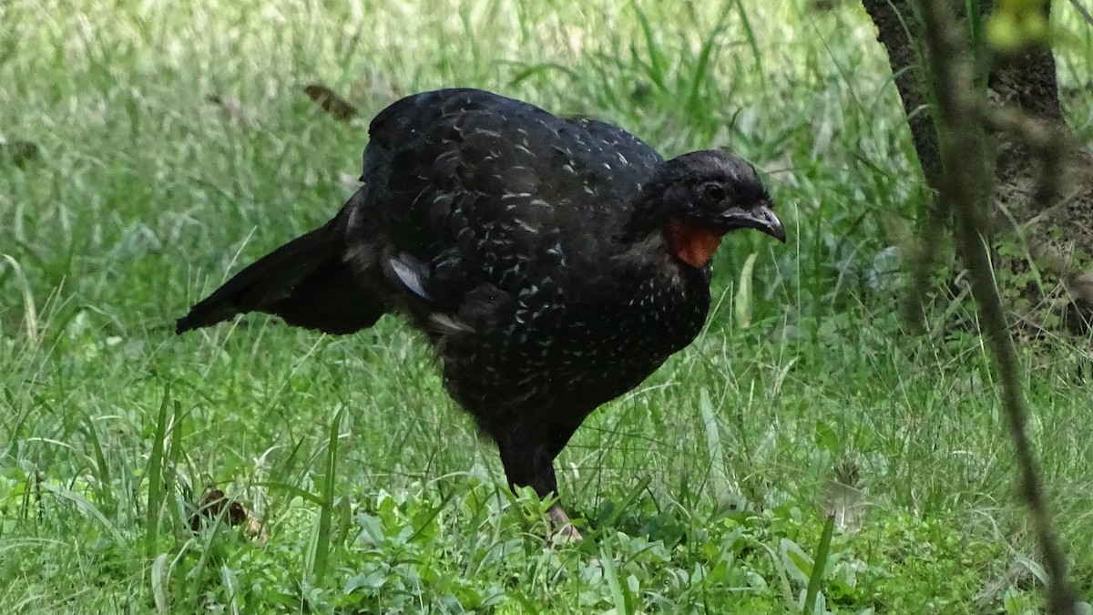 Dusky-legged Guan - ML83138591