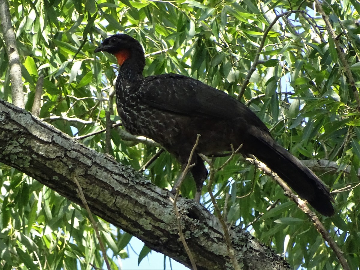 Dusky-legged Guan - ADRIAN GRILLI