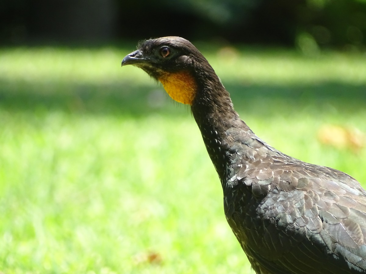 Dusky-legged Guan - ML83138651