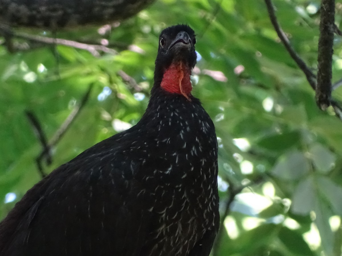 Dusky-legged Guan - ML83138671