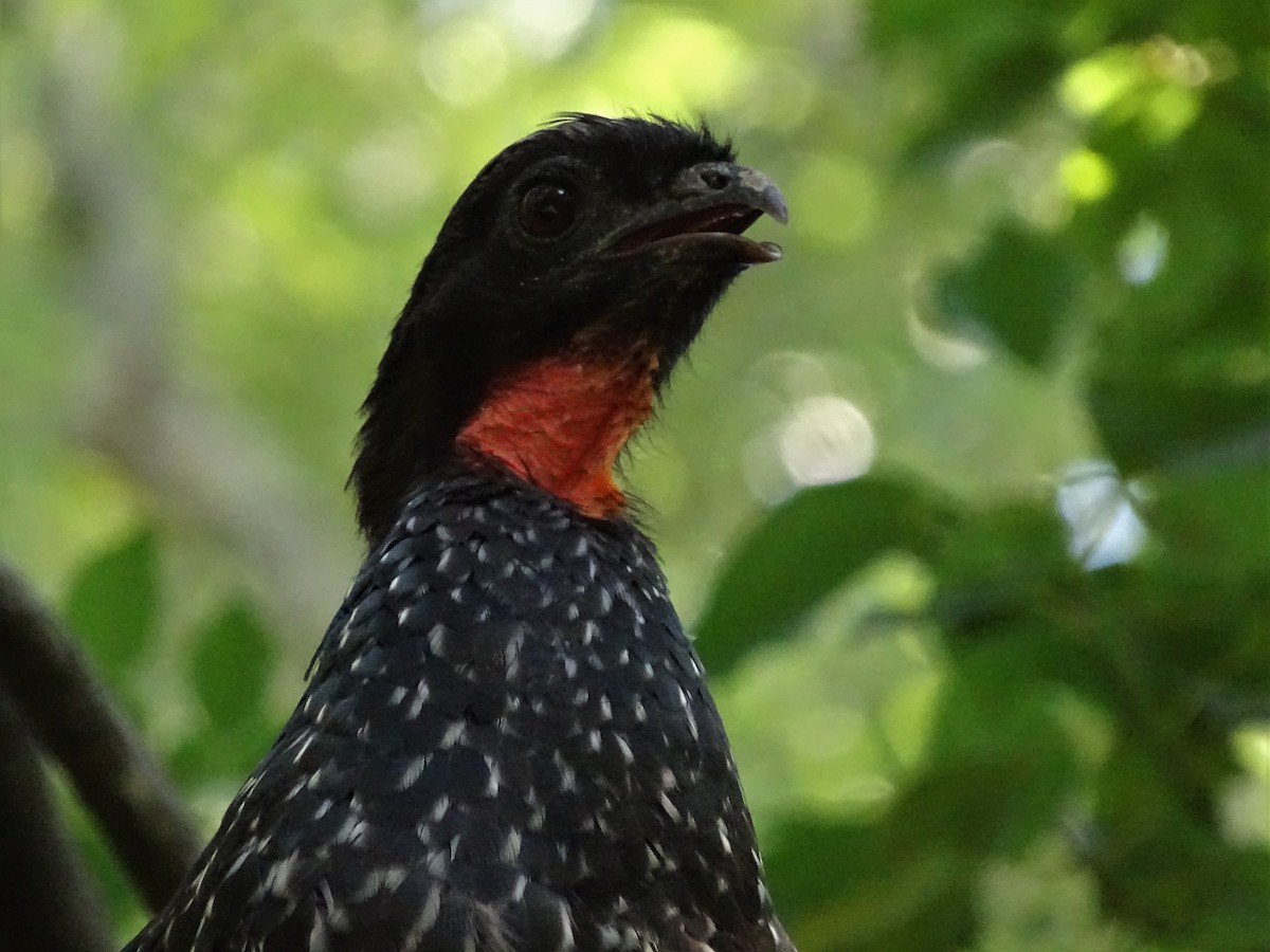 Dusky-legged Guan - ML83138761