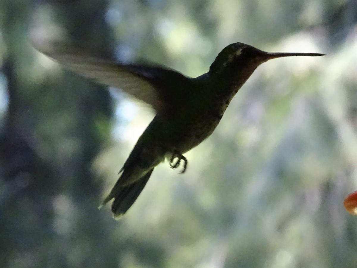 kolibřík lesklobřichý - ML83138821