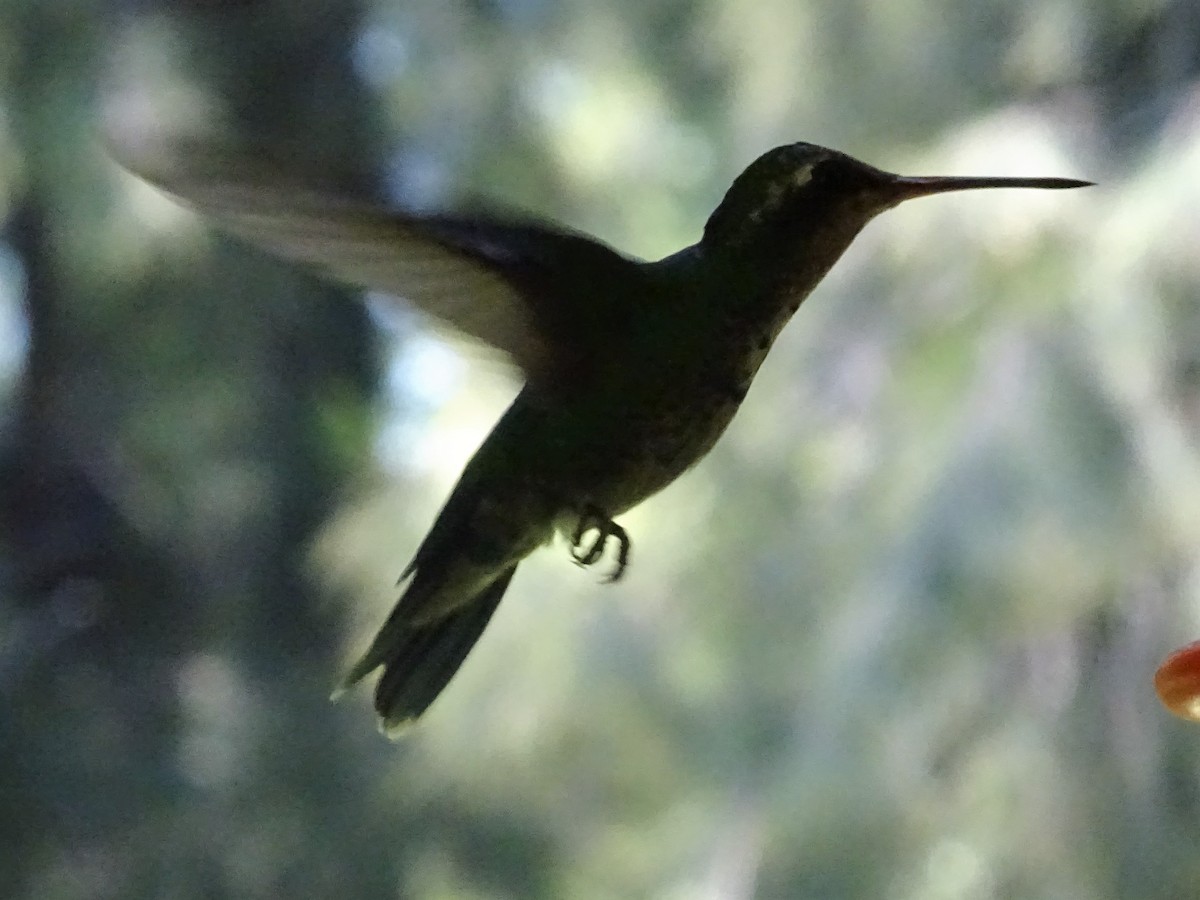 Glittering-bellied Emerald - ADRIAN GRILLI