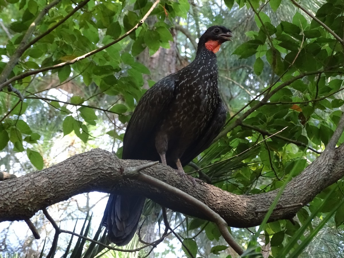 Dusky-legged Guan - ML83138831