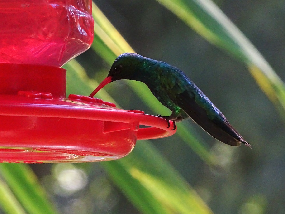 Glittering-bellied Emerald - ML83138911