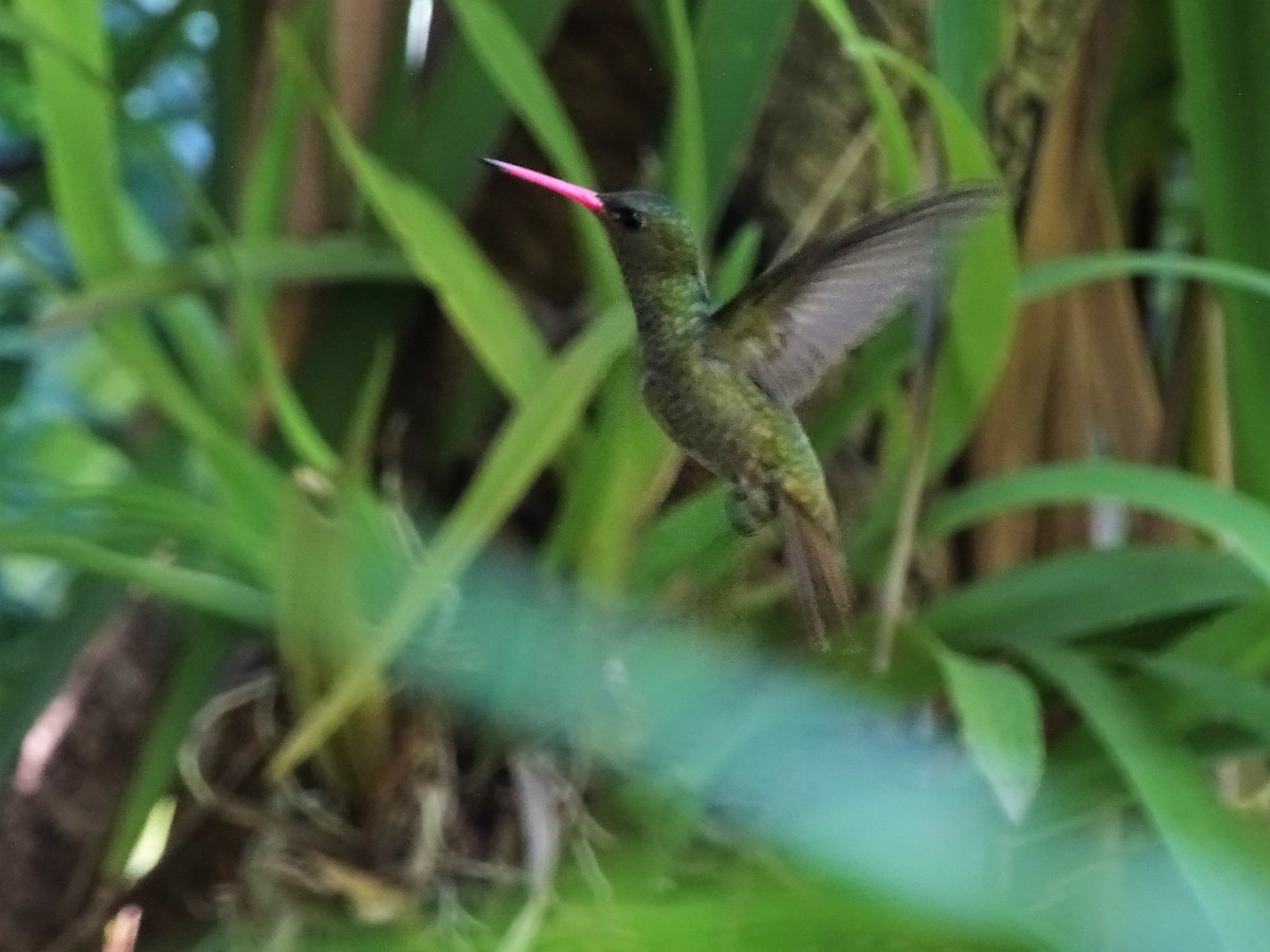 Gilded Hummingbird - ML83138921