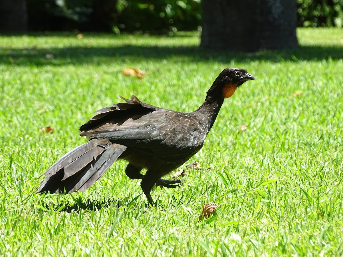 Dusky-legged Guan - ML83138931