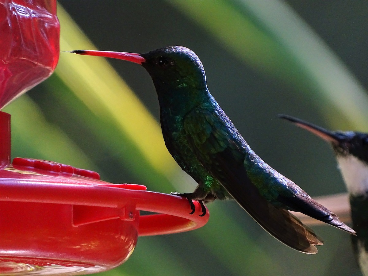 kolibřík lesklobřichý - ML83138941