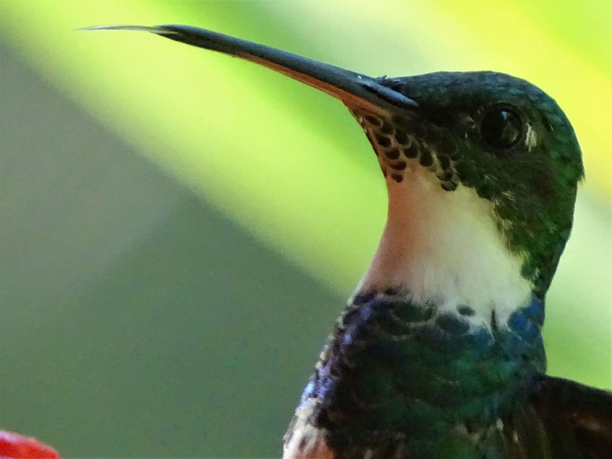 White-throated Hummingbird - ADRIAN GRILLI