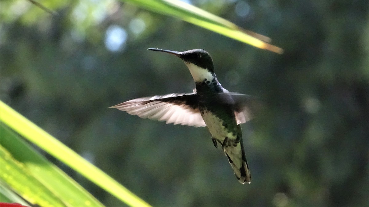 White-throated Hummingbird - ML83139371