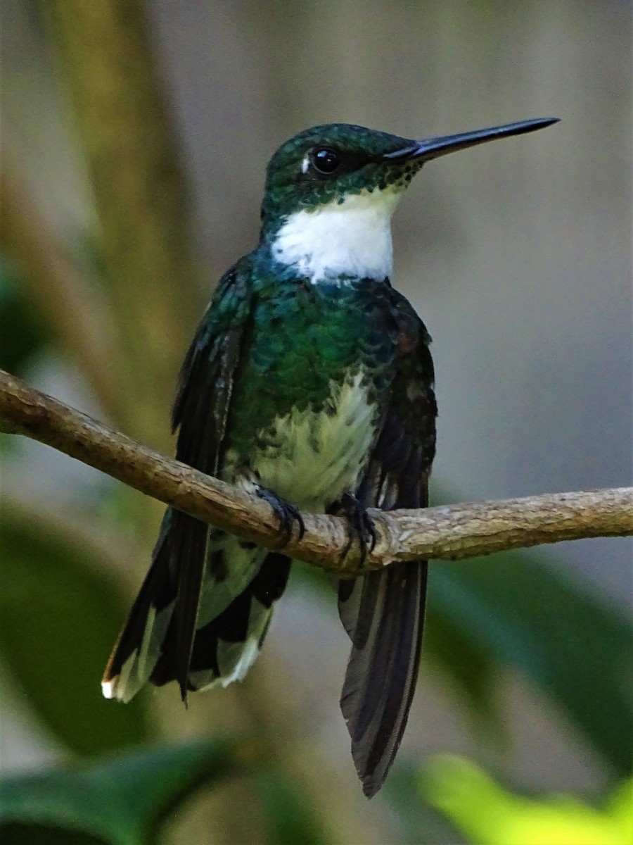 White-throated Hummingbird - ML83139421