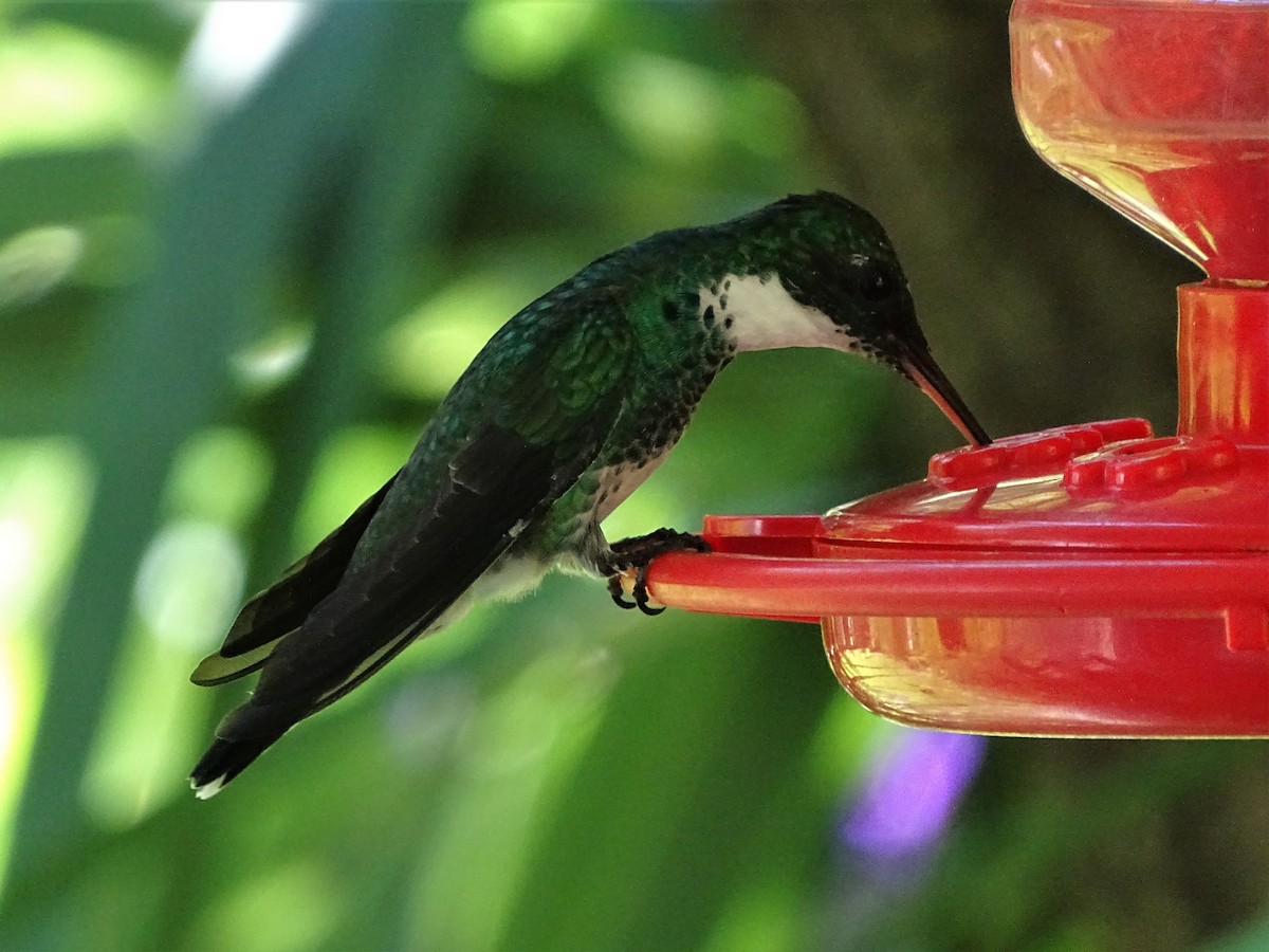 kolibřík límcový - ML83139481
