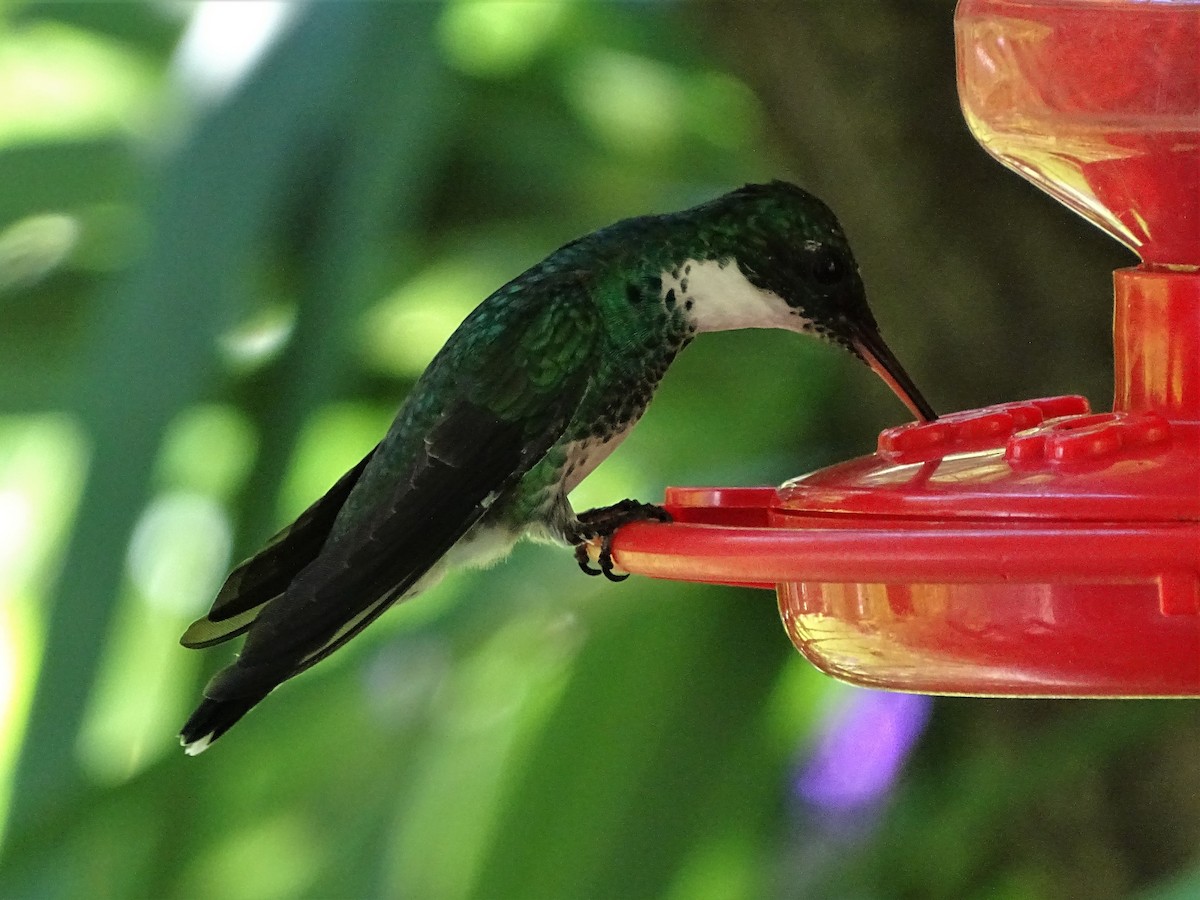 White-throated Hummingbird - ADRIAN GRILLI