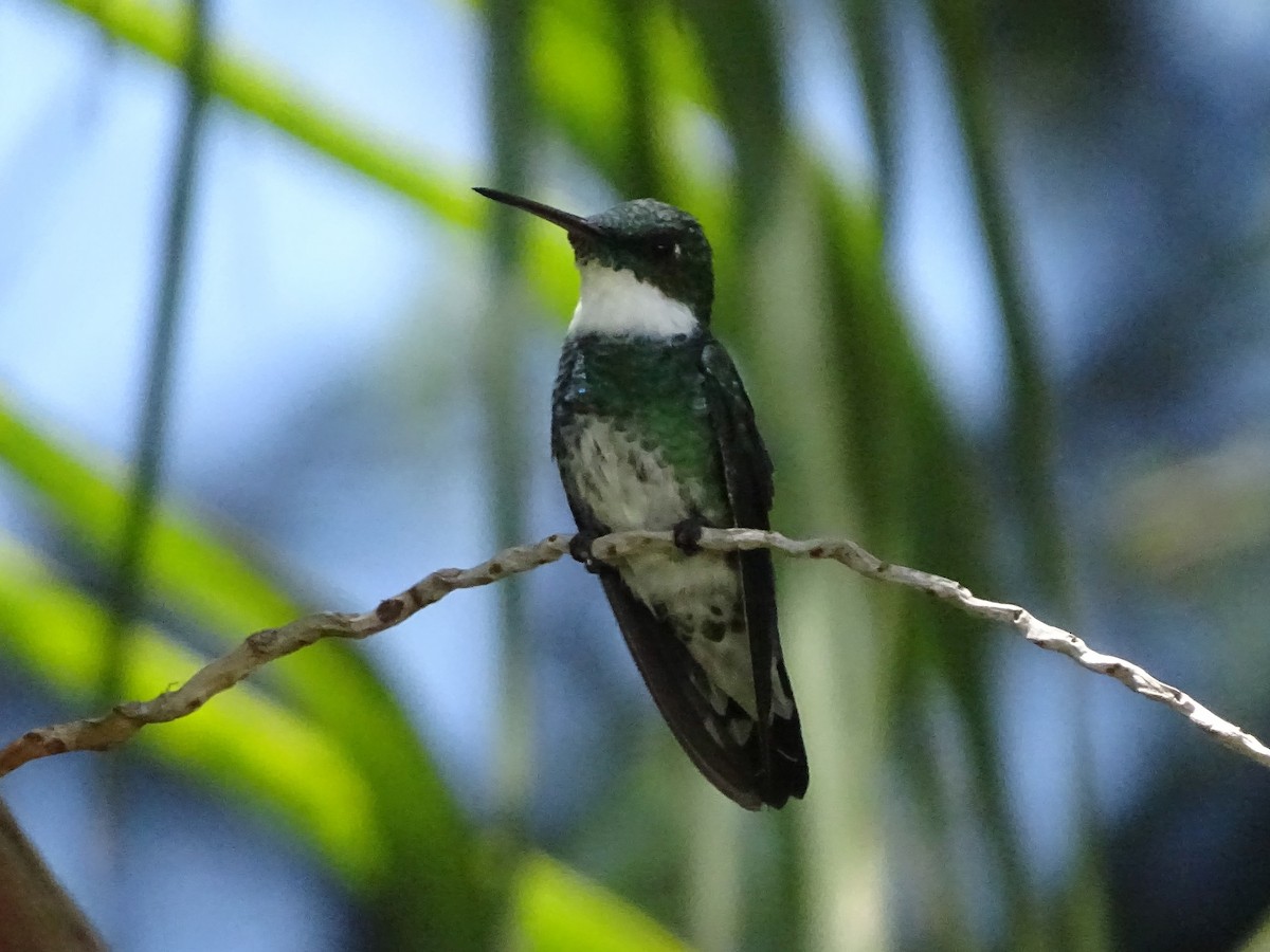 White-throated Hummingbird - ML83139491