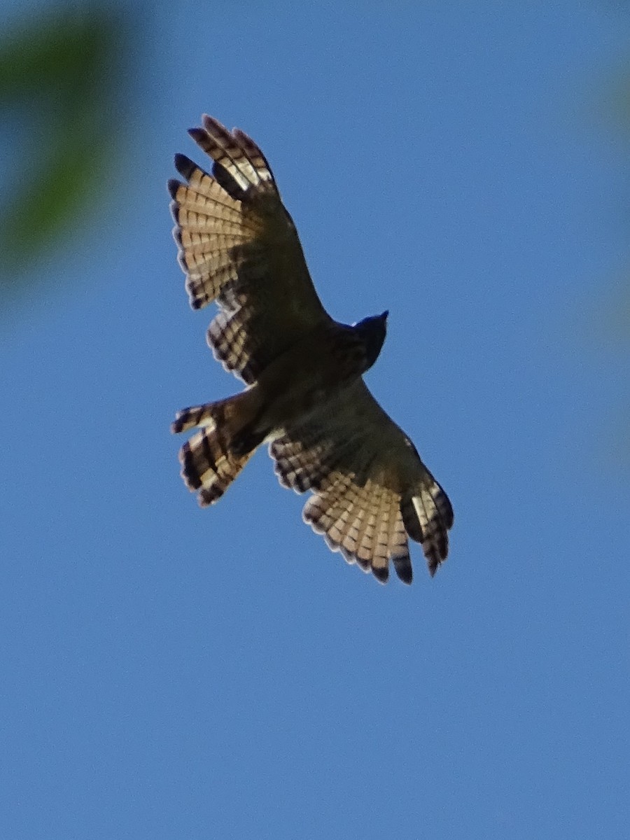 Roadside Hawk - ML83139721