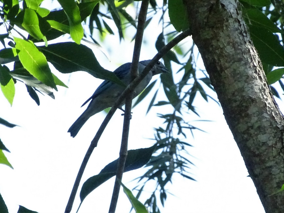 Sayaca Tanager - ML83140111