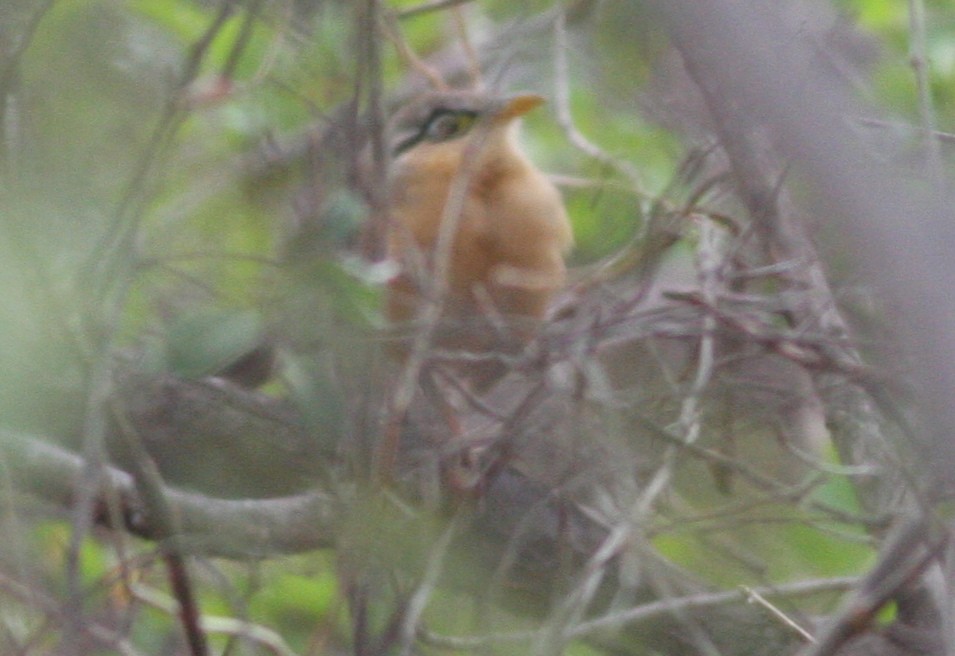 Lesser Ground-Cuckoo - ML83142981