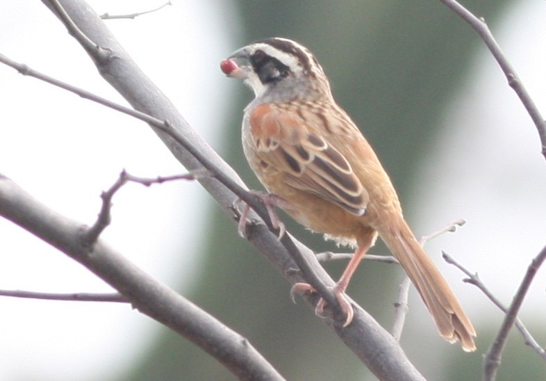 Stripe-headed Sparrow - ML83143091