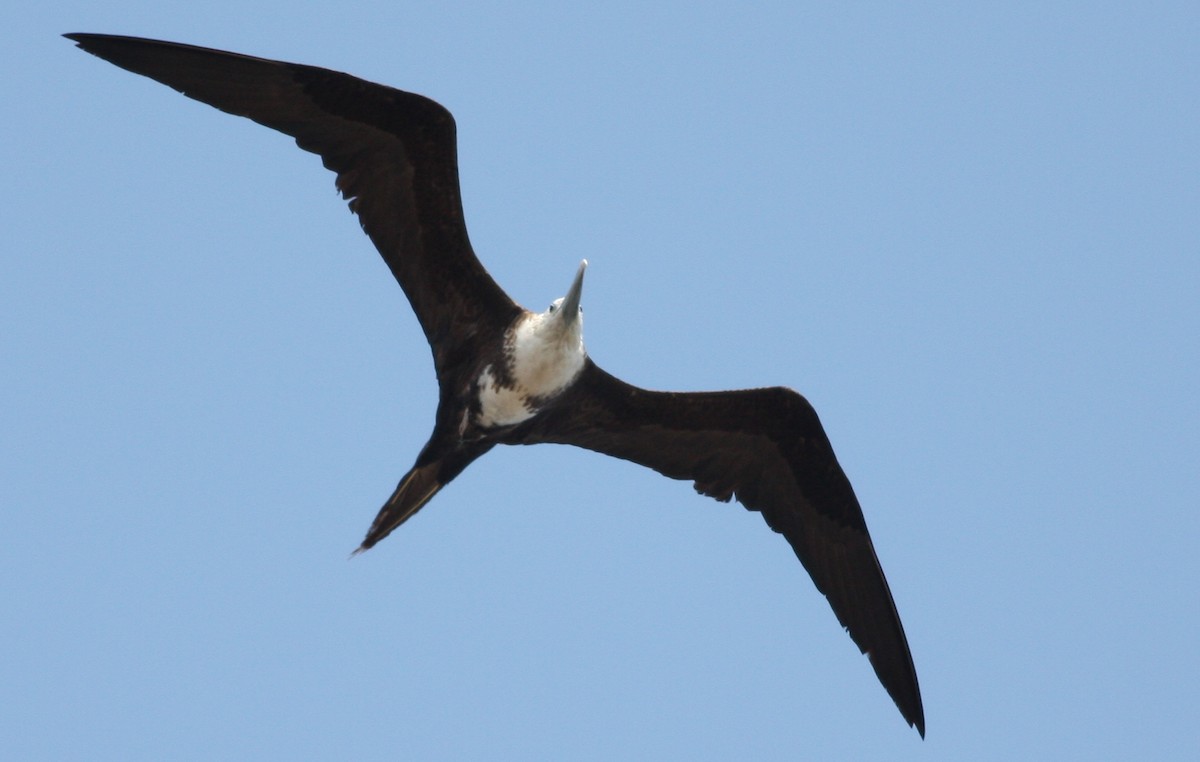 Magnificent Frigatebird - ML83143391