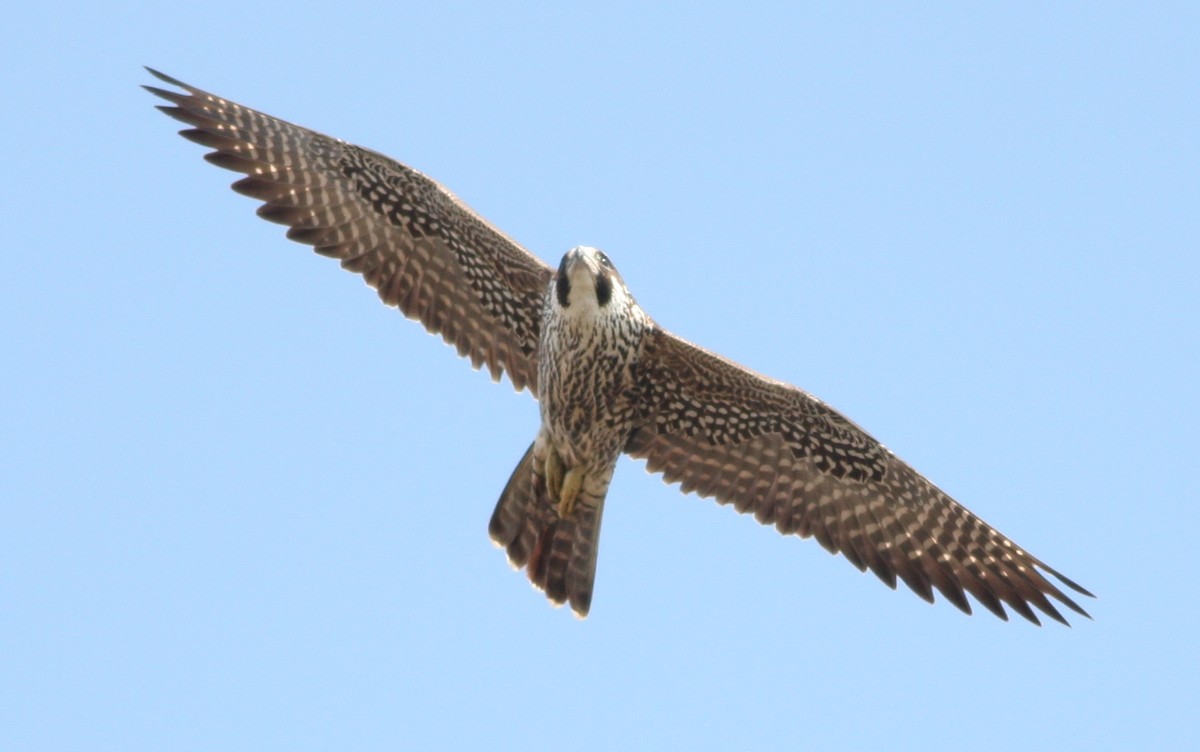 Peregrine Falcon - ML83143591