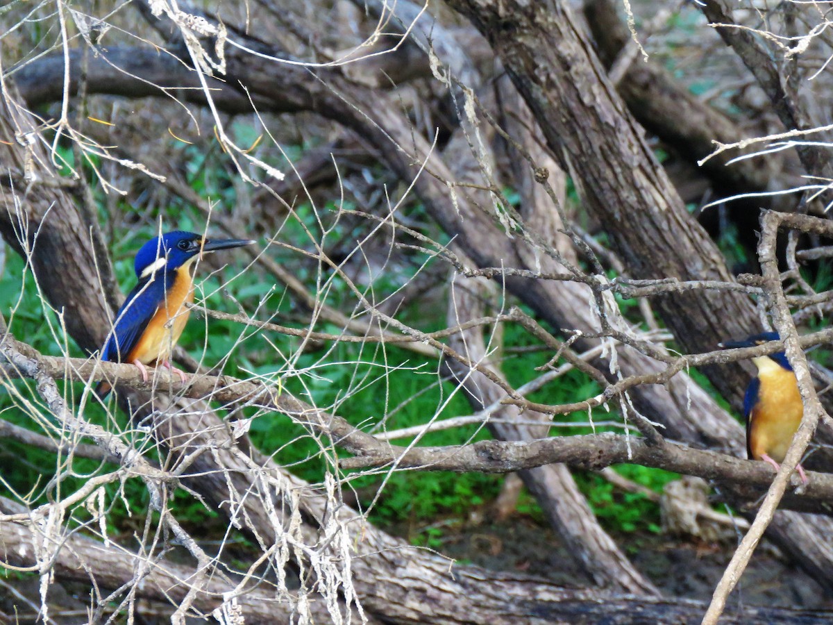 Azure Kingfisher - ML83144031