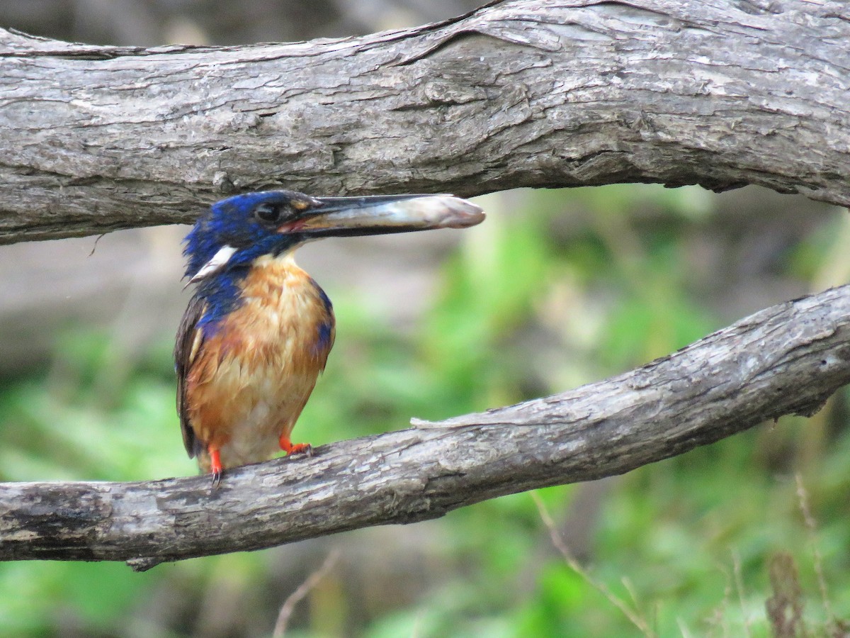 Azure Kingfisher - ML83144131