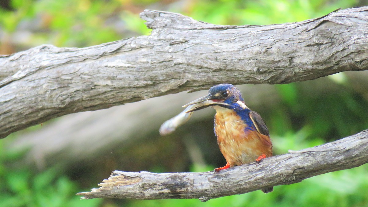 Azure Kingfisher - Ash Allnutt