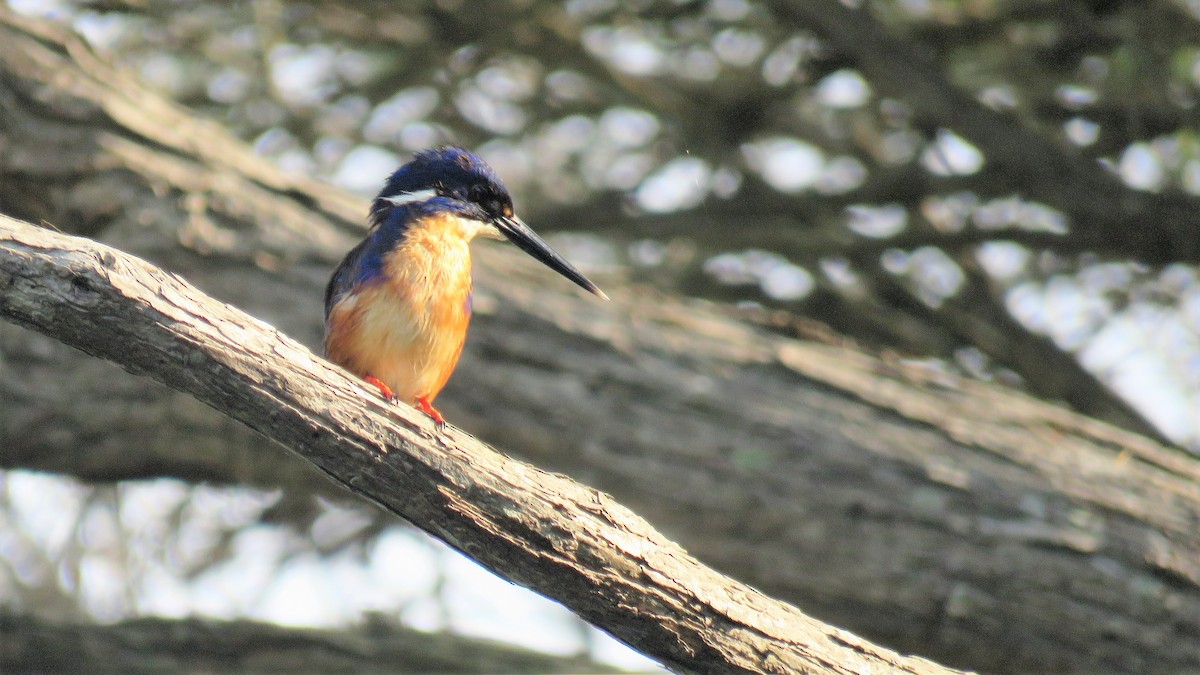 Azure Kingfisher - ML83144271