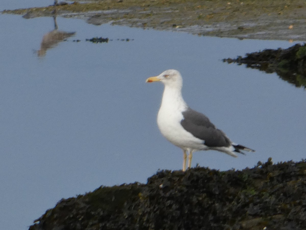 Lesser Black-backed Gull - Guillermo Rodriguez
