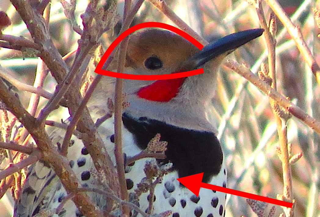 Northern/Gilded Flicker - Ted Floyd