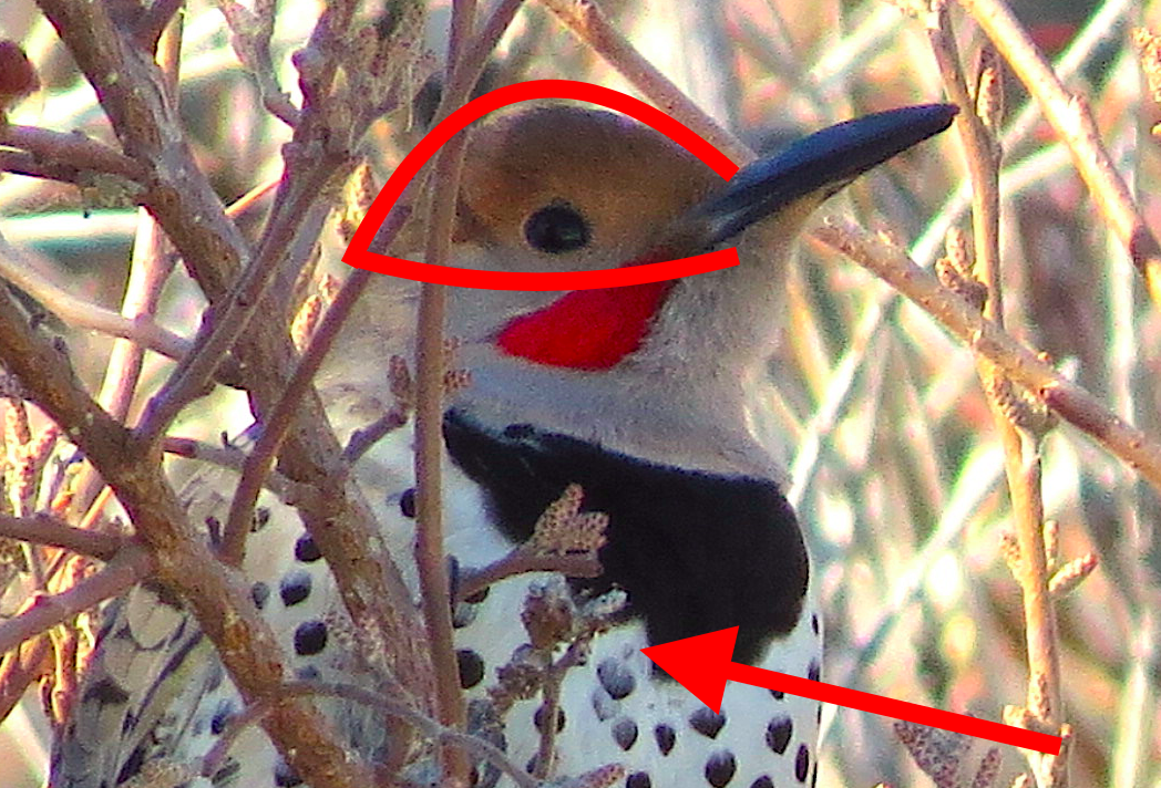 Northern/Gilded Flicker - ML83144491