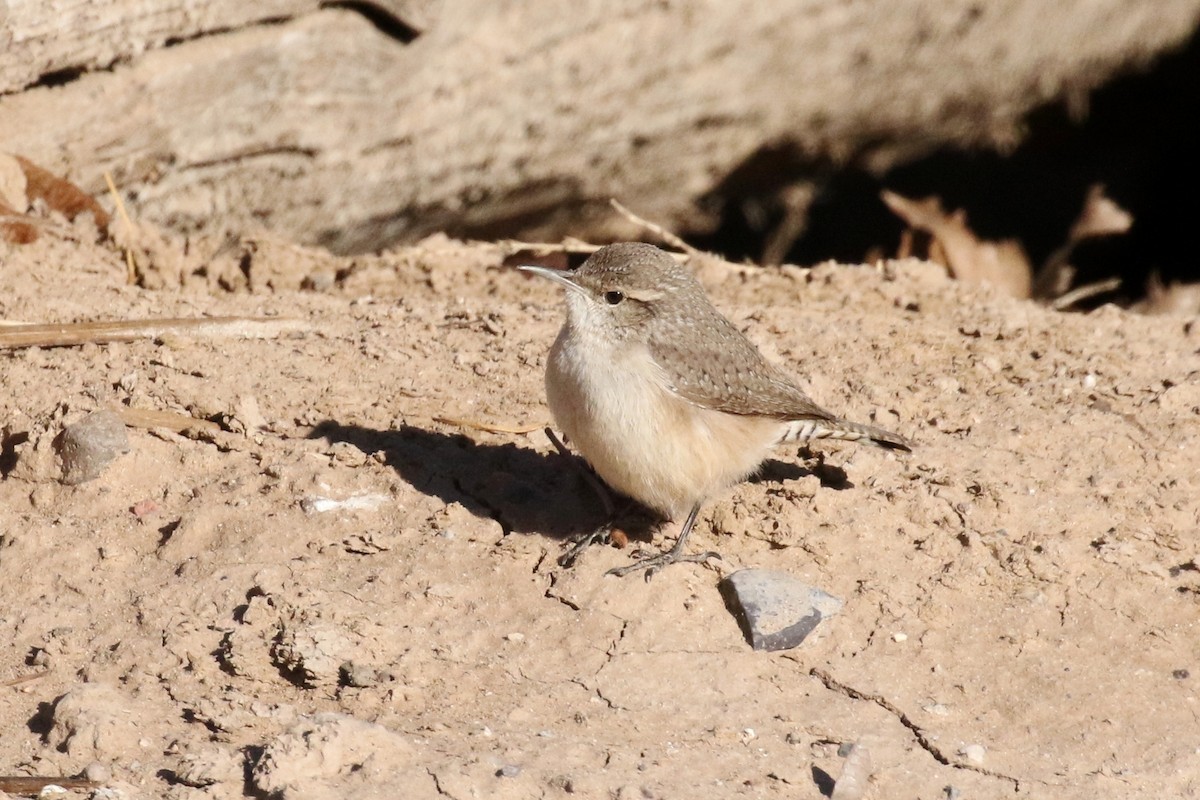 Rock Wren - ML83147251