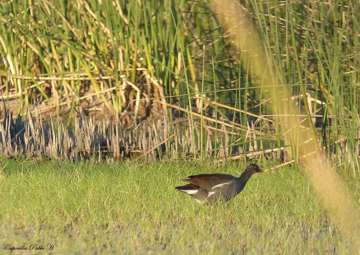 Gallinule d'Amérique - ML83150311