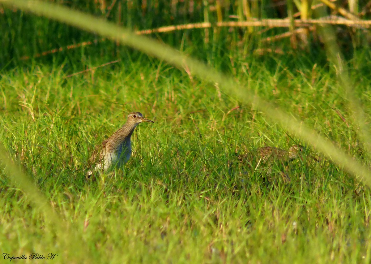 Bécasseau à poitrine cendrée - ML83150951