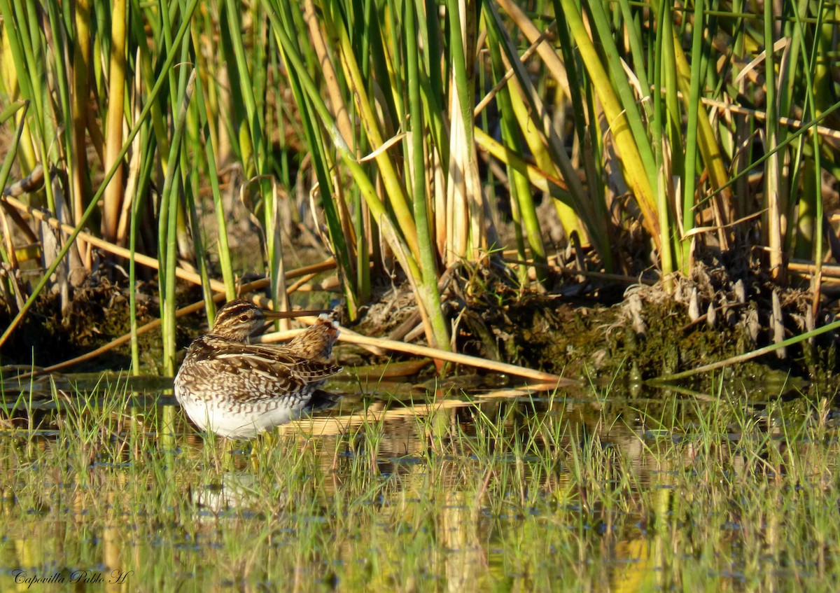 Pantanal Snipe - ML83151121