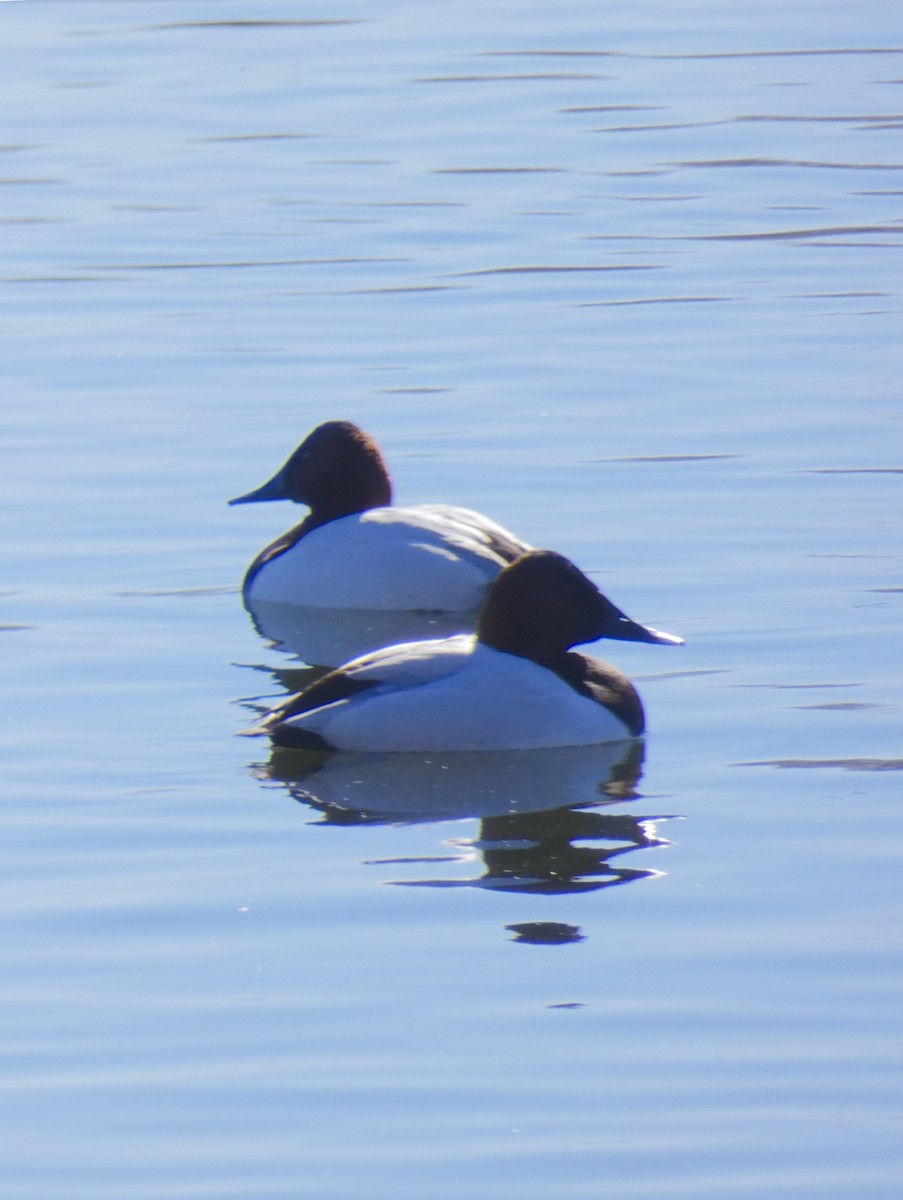 Canvasback - ML83153111