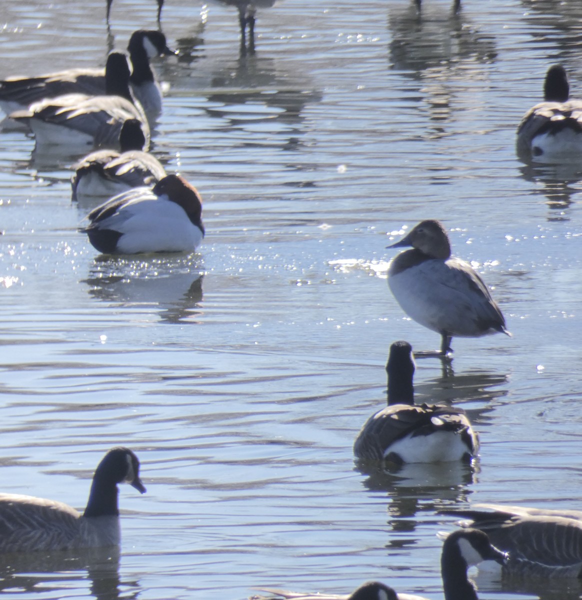 Canvasback - ML83153121