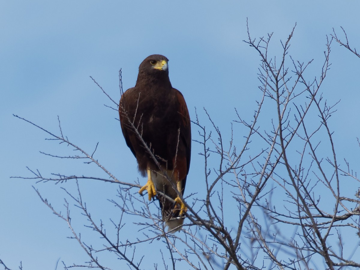 Harris's Hawk - Dina Perry