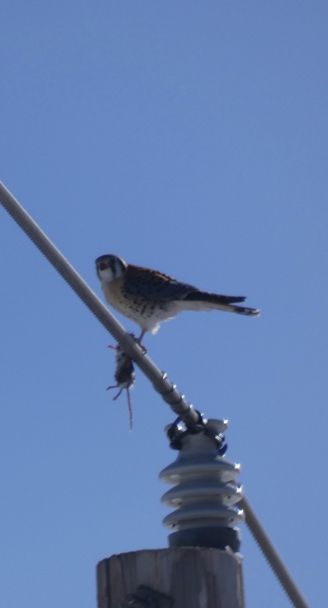 American Kestrel - ML83153221
