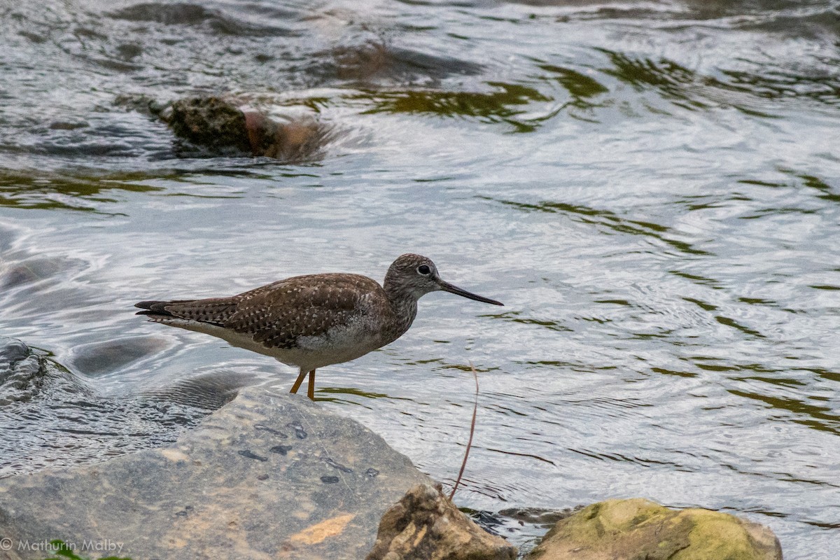 Greater Yellowlegs - ML83153231