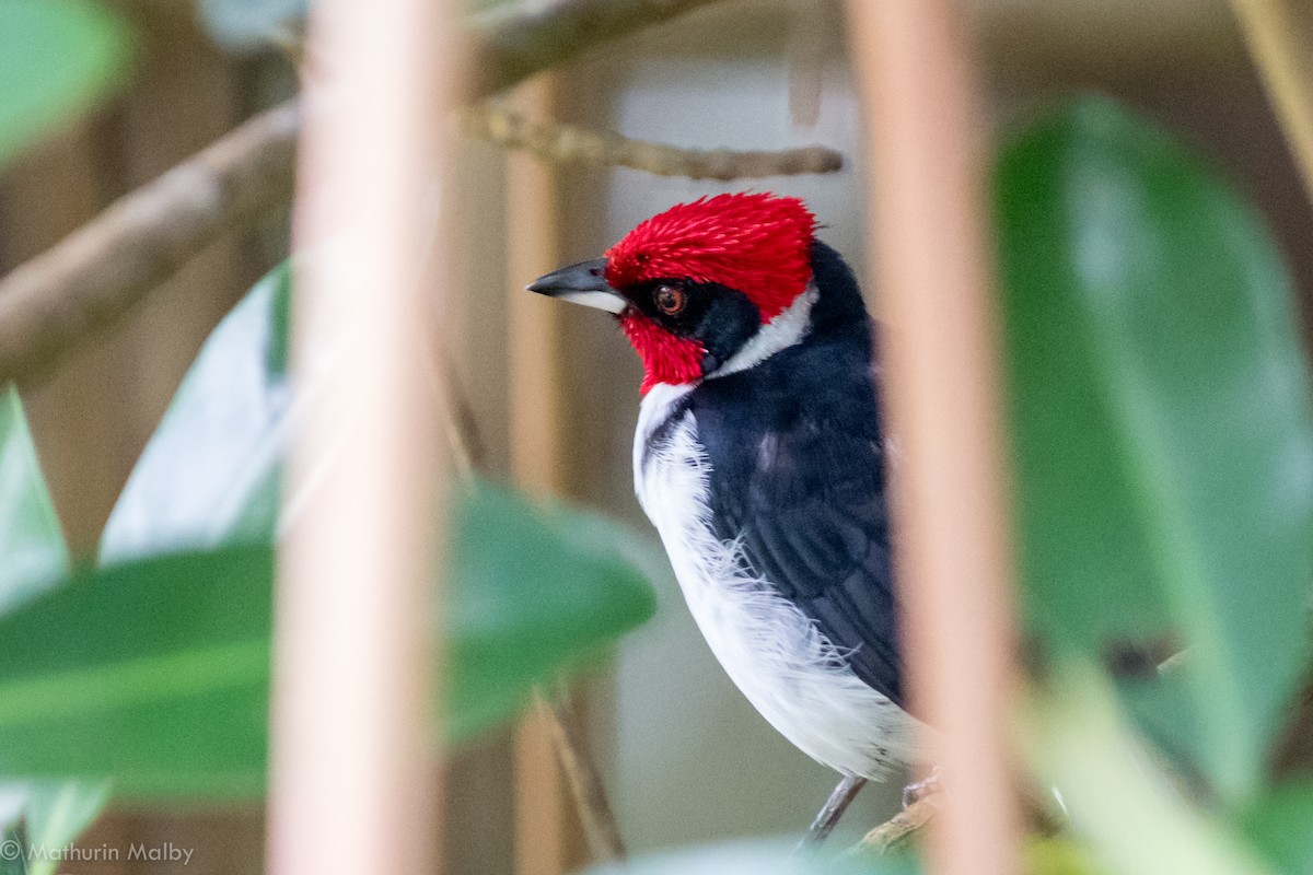 Masked Cardinal - ML83153801