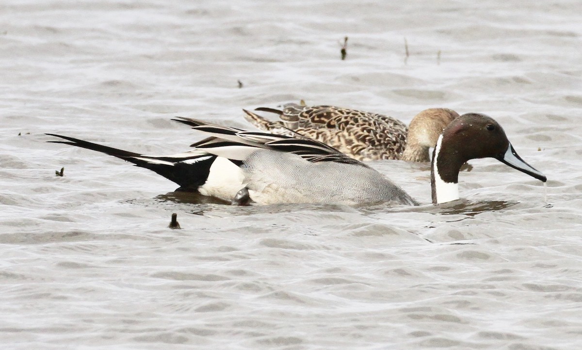 Northern Pintail - William Matthews