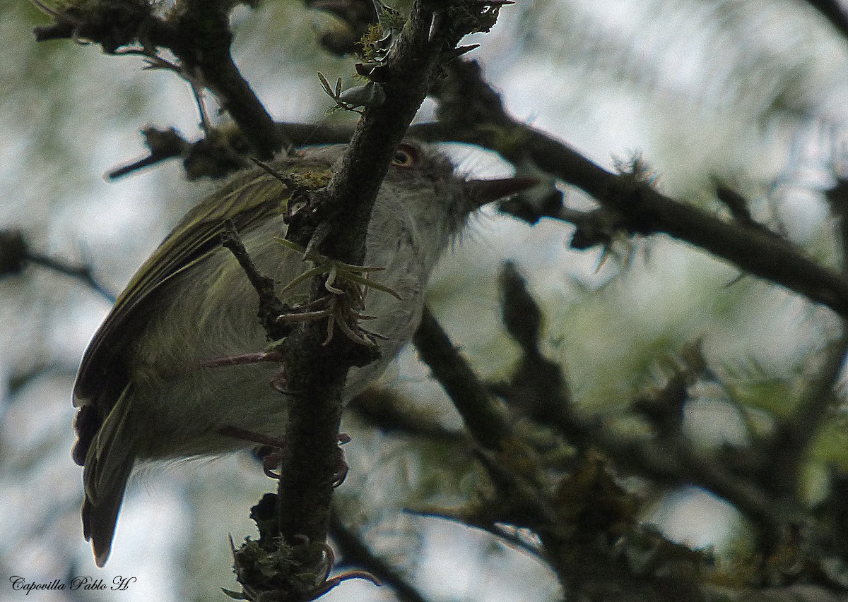 Pearly-vented Tody-Tyrant - ML83155461