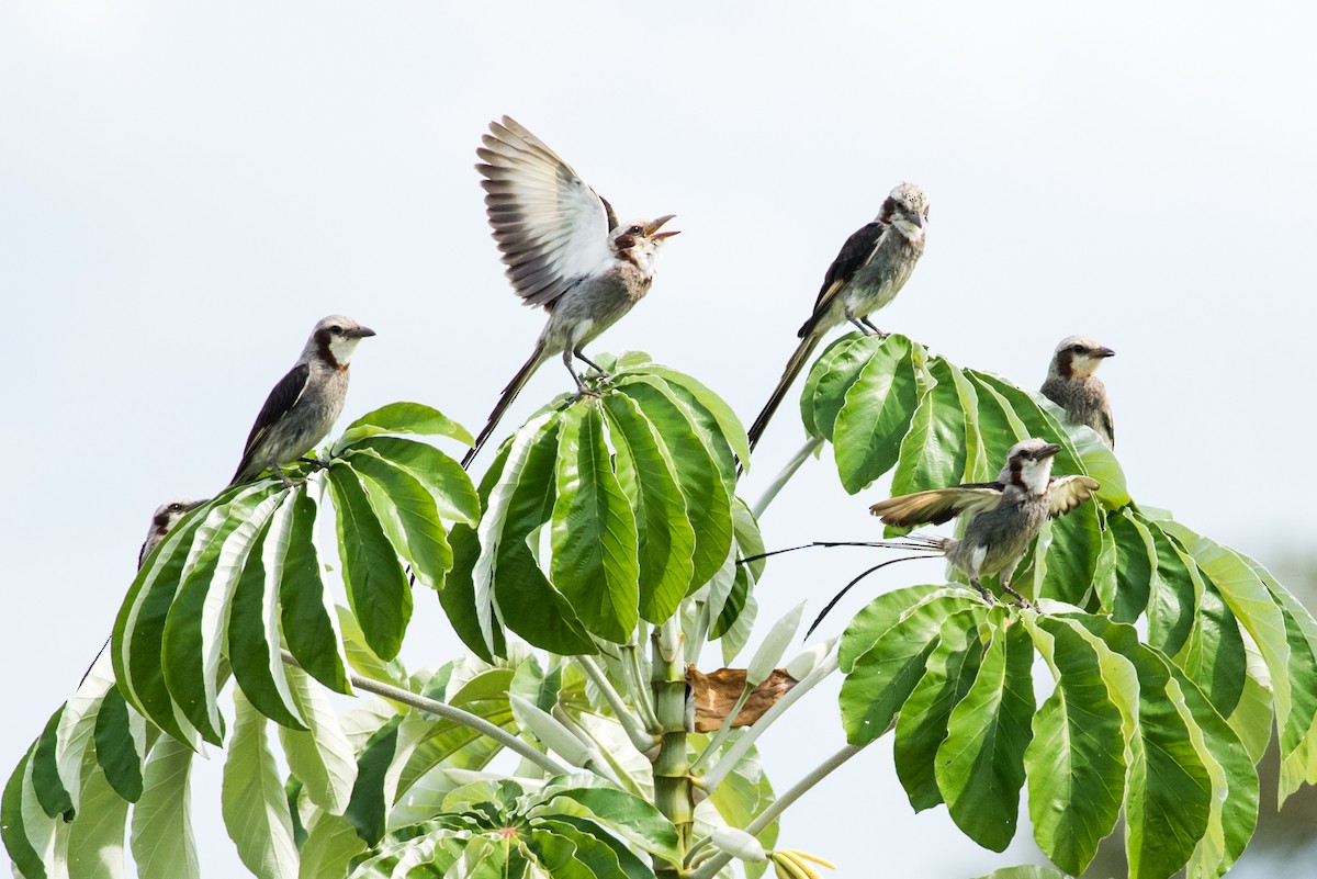 Streamer-tailed Tyrant - ML83155531