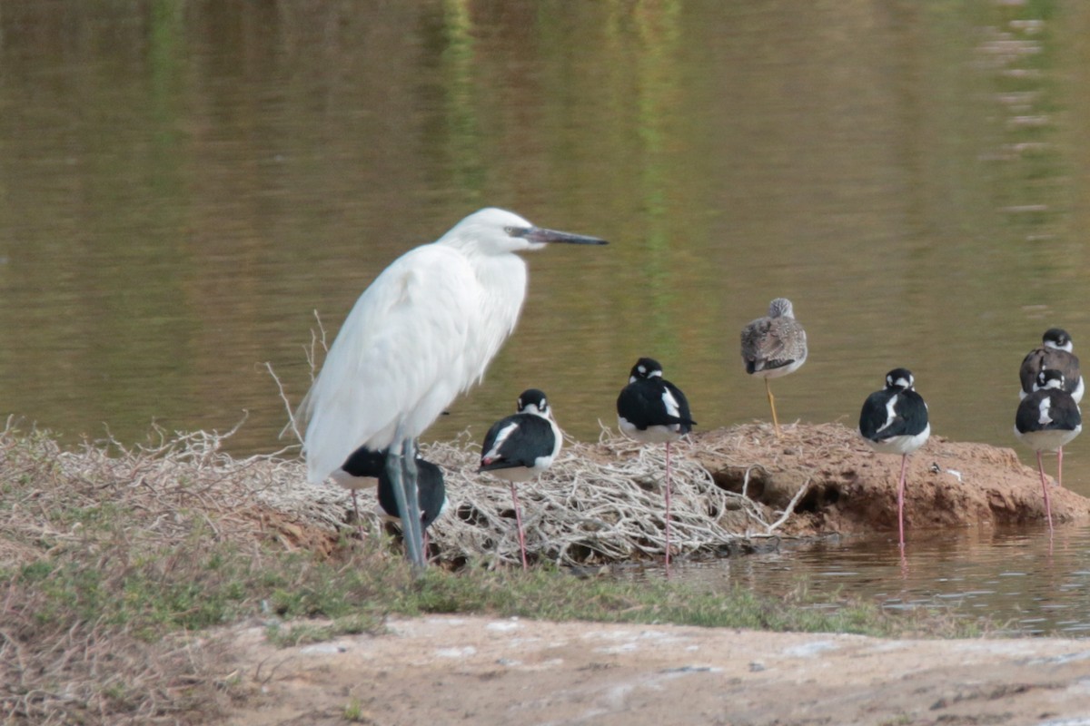 Reddish Egret - ML83155791