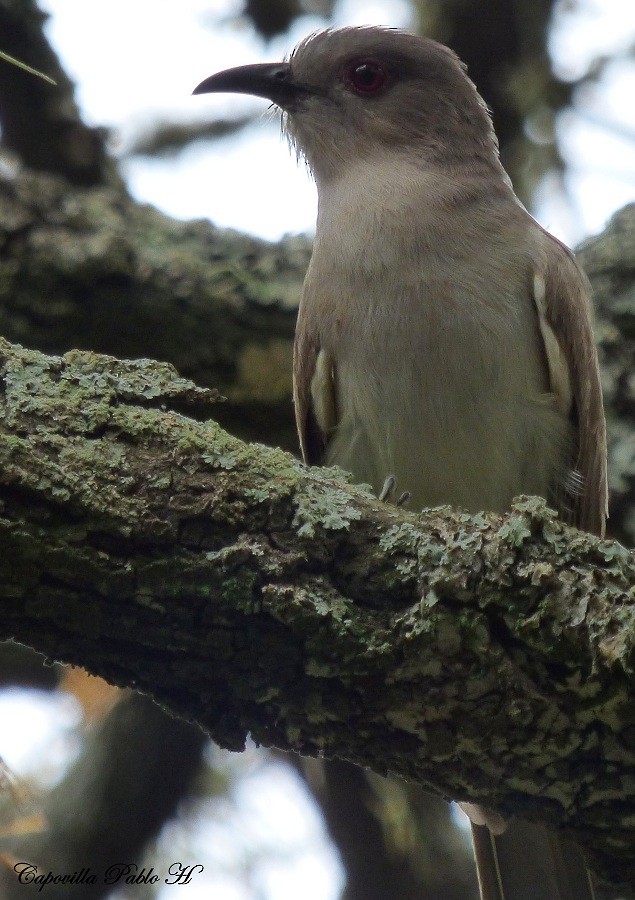 Ash-colored Cuckoo - ML83156101