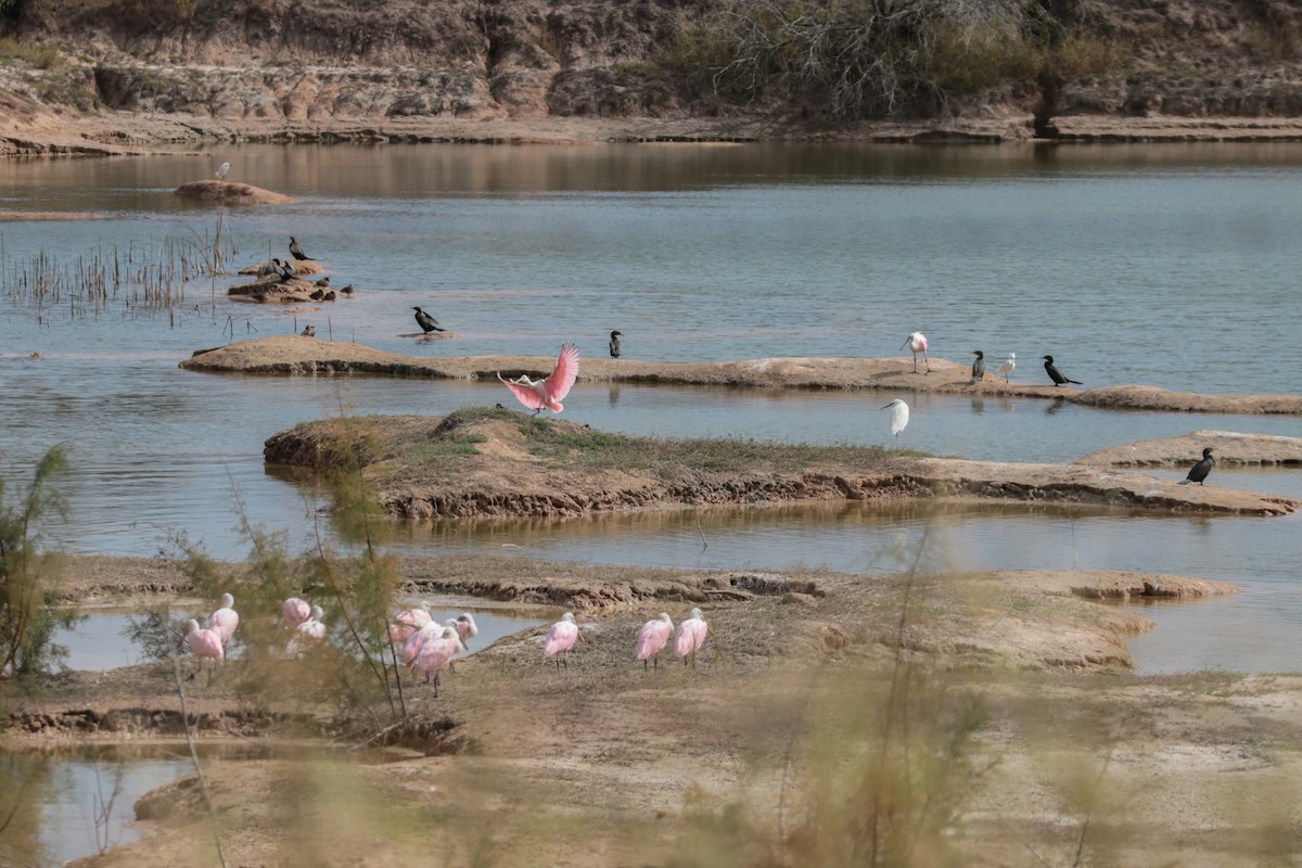 Roseate Spoonbill - ML83156471